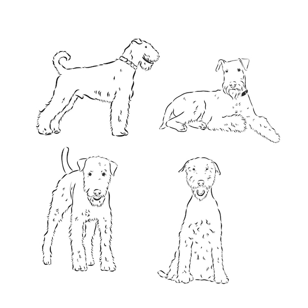 airedale vector sketch