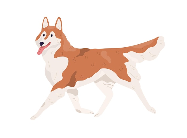 Akita Inu walking with tongue hanging out. Smiling adorable doggy. Happy Alaskan Malamute going. Colored flat vector illustration isolated on white background.