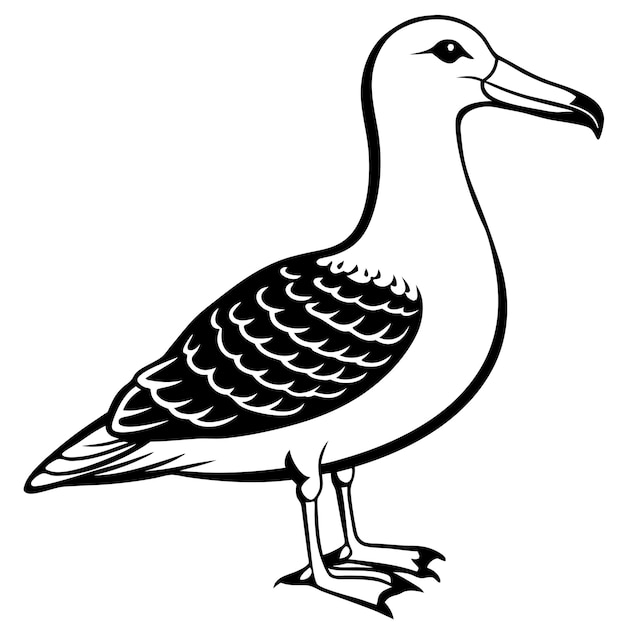 Albatross vector illustration