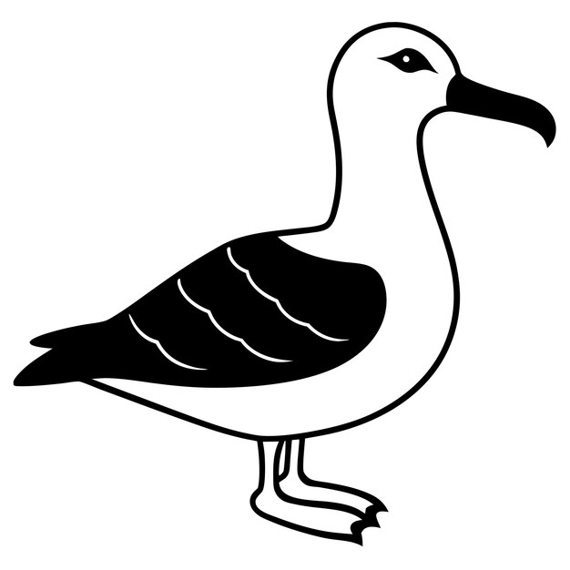 Albatross vector illustration