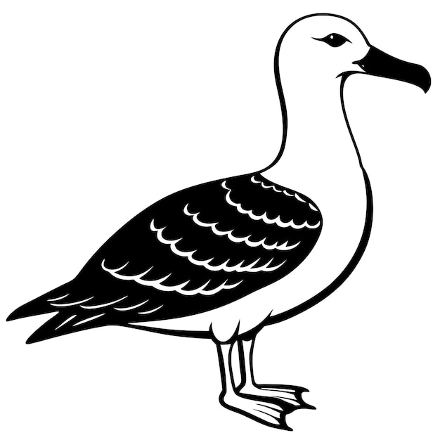 Albatross vector illustration