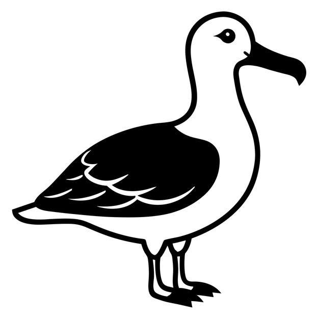 Albatross vector illustration