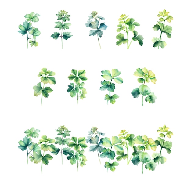 AlchemillaSet of watercolor green leaves isolated on white background Vector illustration