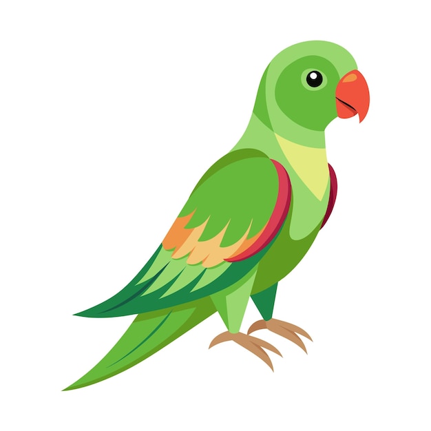 Alexandrine parakeet Bird illustration on white