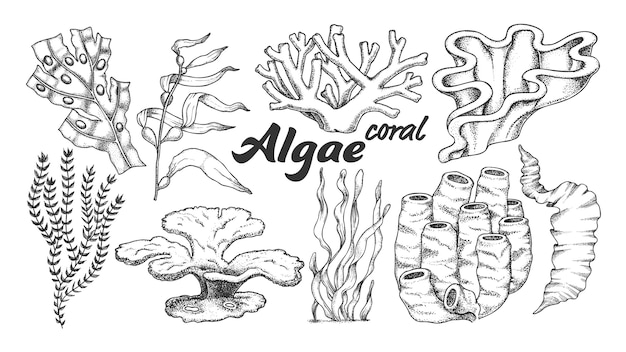 Algae Seaweed Coral illustration.