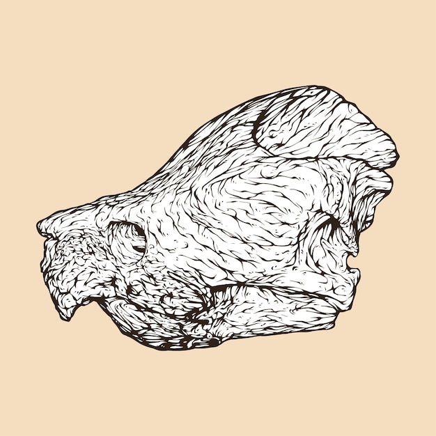 Vector alligator snapping turtle skull head vector illustration