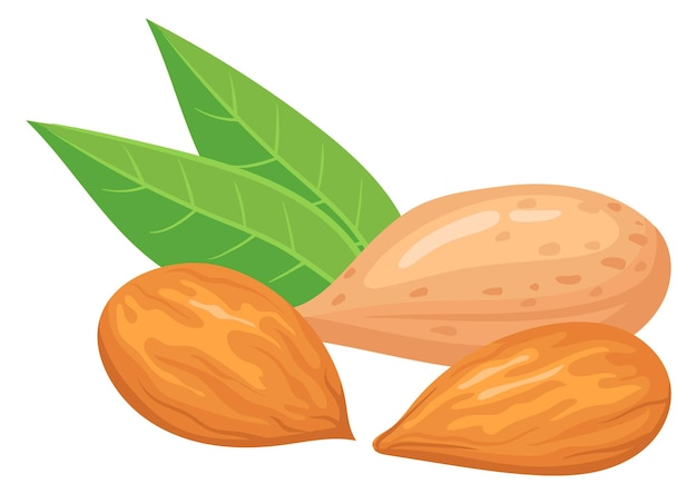 Almond cartoon icon Cartoon superfood Vegan food