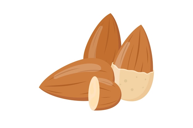 Almond icon Almonds vector icon template flat illustration