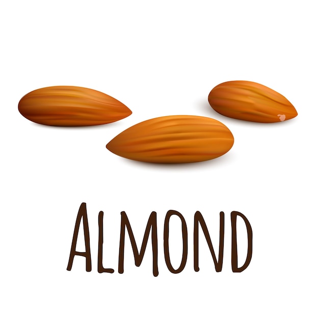 Vector almond icon realistic illustration of almond vector icon for web design isolated on white background