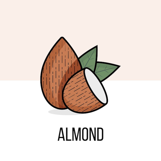 Almond nuts with leaves. Vector flat illustration. Natural organic plant. Useful product. Vegan lifestyle. Colorful almond icon for recipe book or packaging design with black contour.