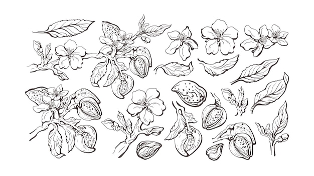 Almond set. Natural nut, outline leaf, flower in bloom. Graphic sketch