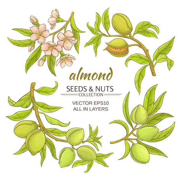 Almond vector set