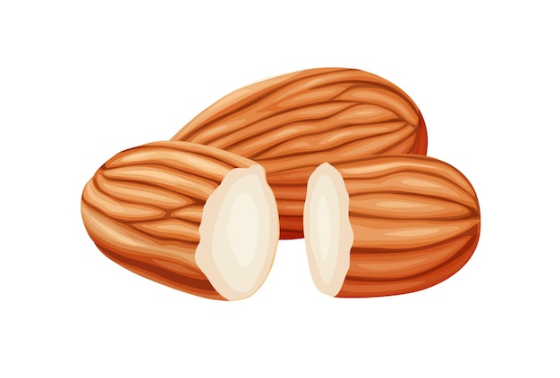 Vector almonds on a white background