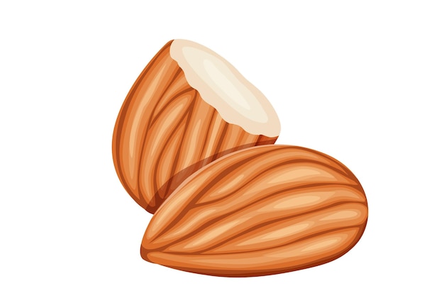 Vector almonds on a white background