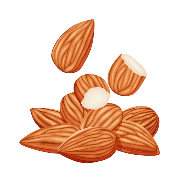 Vector almonds on a white background