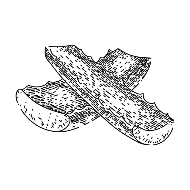 Aloe vera cosmetic sketch hand drawn vector