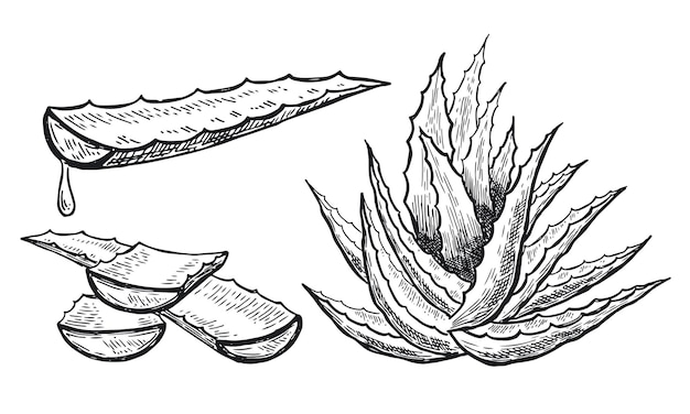 Aloe vera hand drawn illustration