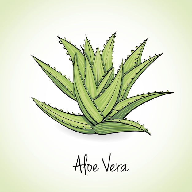 Aloe Vera Herbs and Spices.