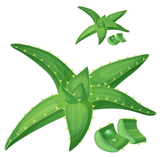 Aloe vera plant illustration Cartoon vector icon