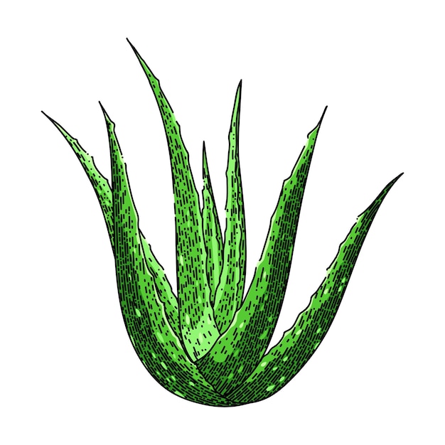 Aloe vera plant sketch hand drawn vector