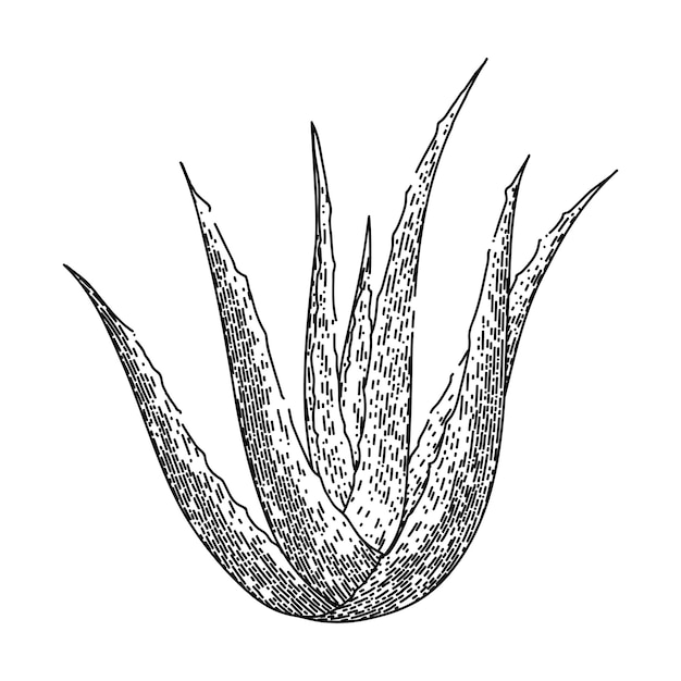 Aloe vera plant sketch hand drawn vector