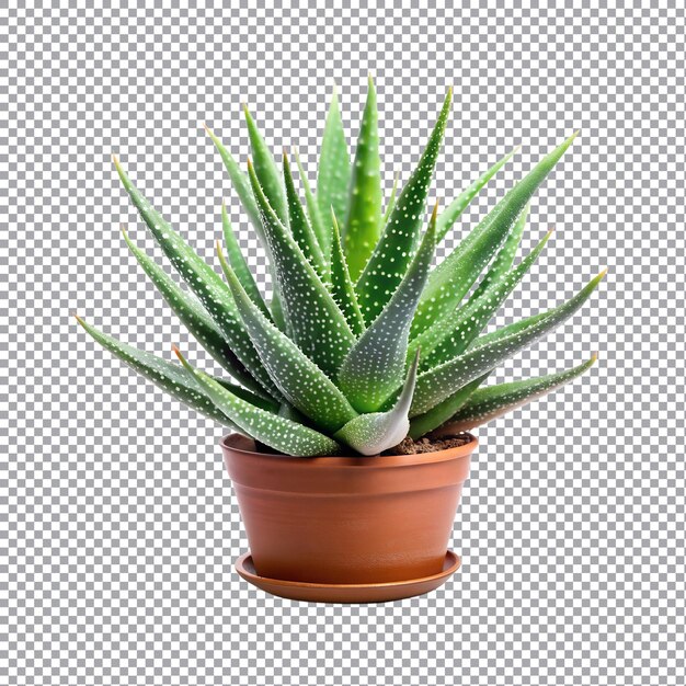 Vector aloe vera plant on a transparent background