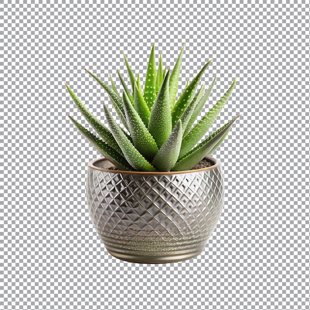 Aloe Vera plant on a transparent background