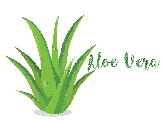 Aloe Vera Plant Vector on white bsckground