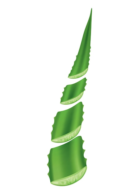 Aloe vera realistic green plant leaves and cut pieces with fresh juice drops isolated on white background Icon use for cosmetic products advertesment or for banner poster design