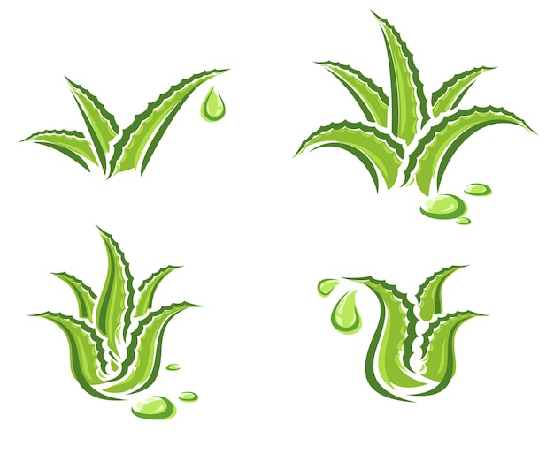 Aloe Vera set. Collection icon Aloe Vera. Vector