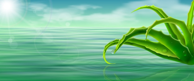 Aloe vera on water surface background