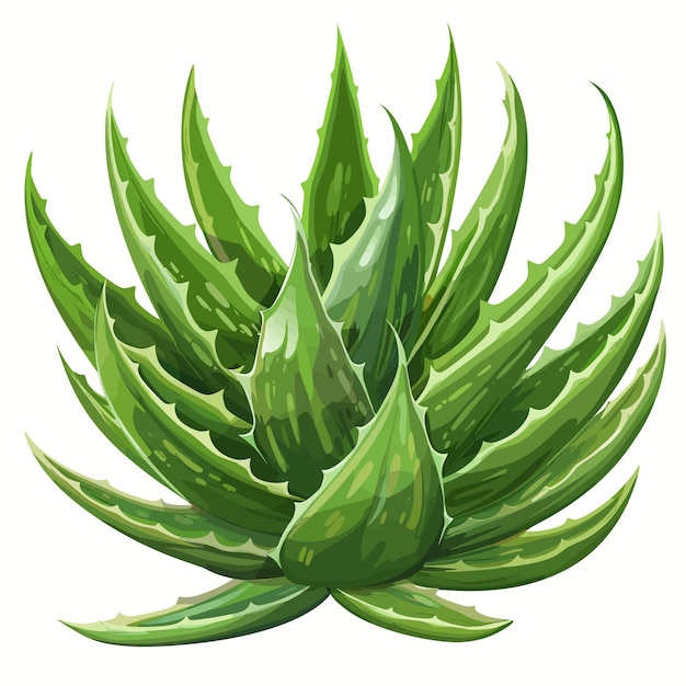 Aloe vera