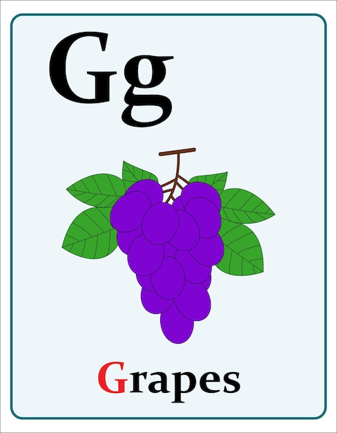 Alphabet flashcard with letter g for grapes