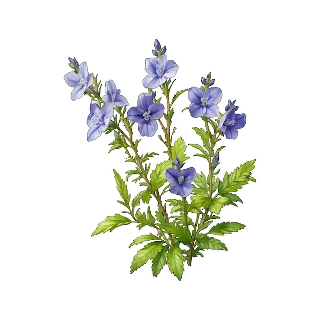 Vector alpine speedwell veronica alpina old engraved vector flower