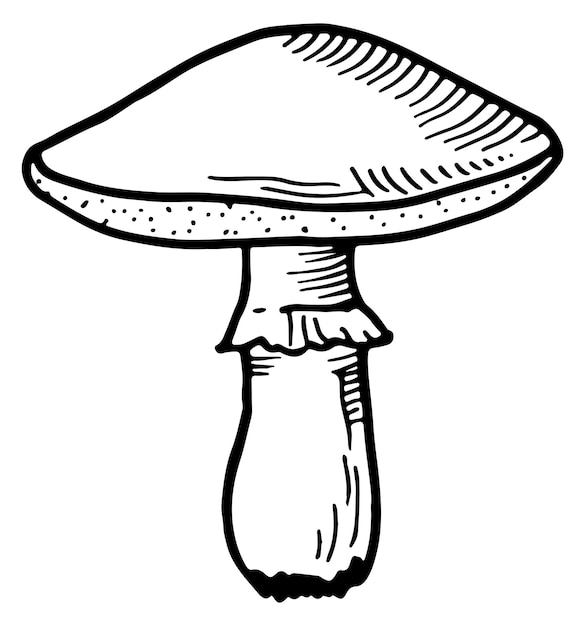 Amanita black line icon Fly agaric sketch