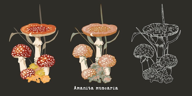 Amanita mushroom in various styles Vector flat artistic outline illustrations