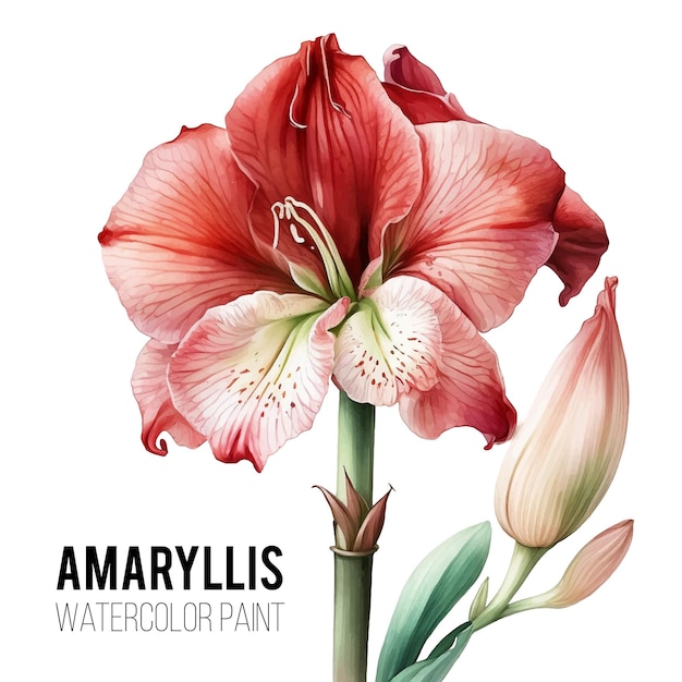 Amaryllis flower watercolor paint