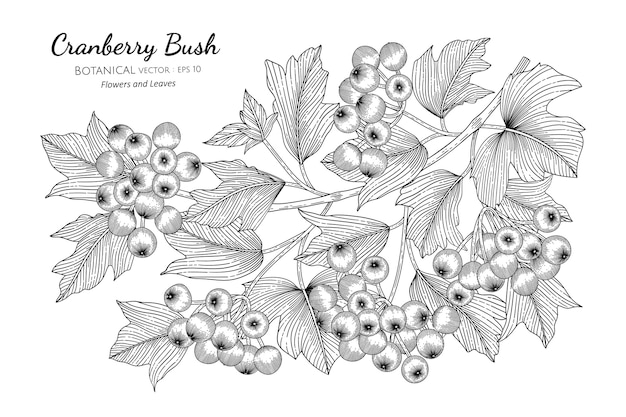 American cranberrybush fruit in hand drawn botanical illustration