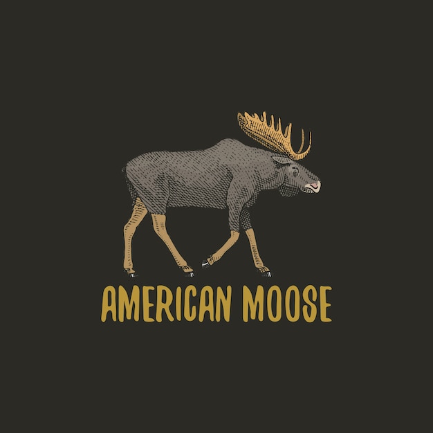 American moose or eurasian elk engraved hand drawn in old sketch style, vintage animals. logo