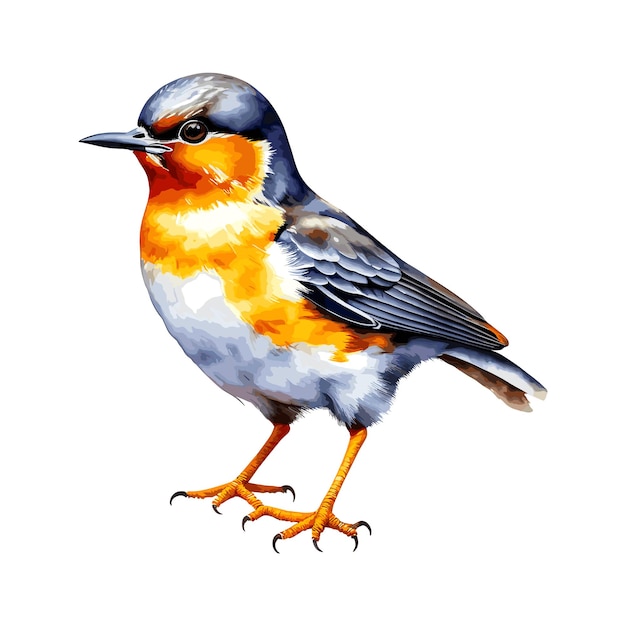 American Robin Vector Illustration