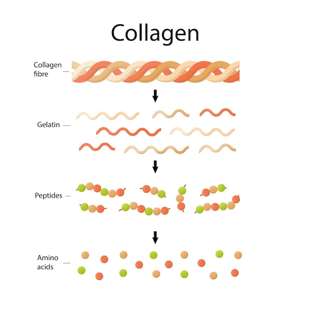 Amino acids peptides collagen medical illustration in cartoon style