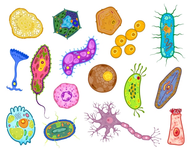 Vector amoeba protozoa and unicellular protist cells