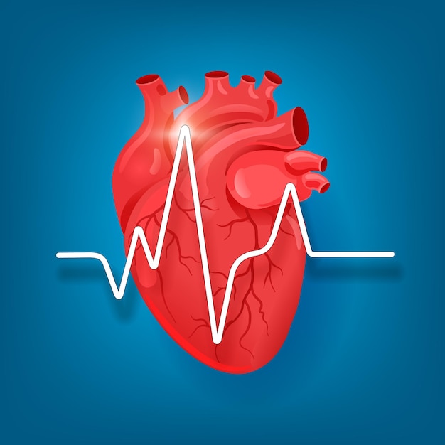 Anatomical human heart with palpitations and venous system