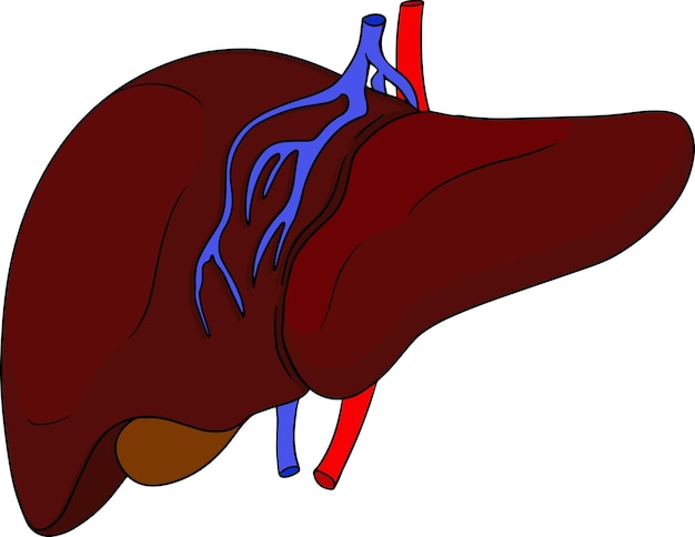 Anatomical human liver vector colored, cartoon icon. Hand drawn internal