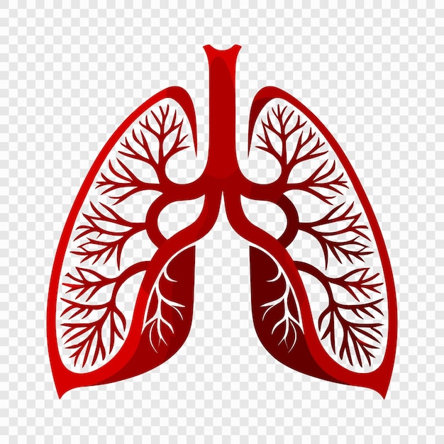 Anatomical Illustration of Human Lungs