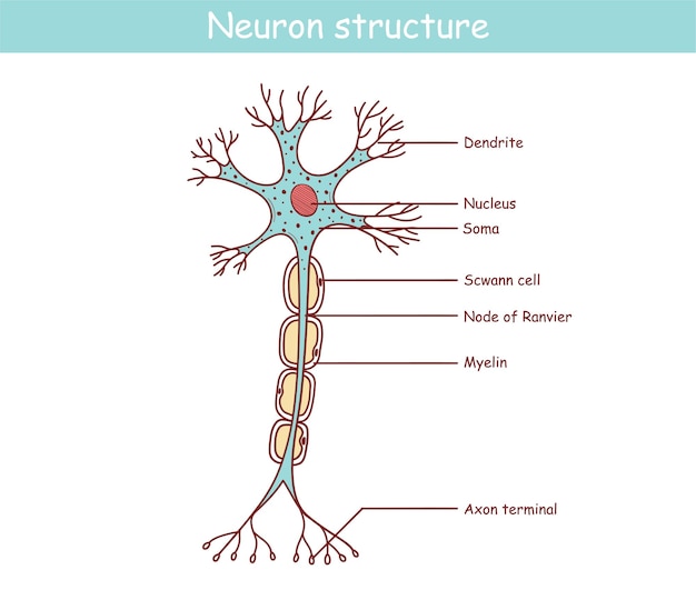 Vector anatomical illustration of a neuron in cartoon style