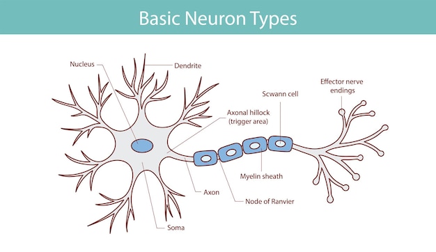 Vector anatomical illustration of a neuron in cartoon style