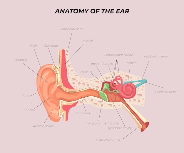 Anatomical illustrationVector Human ear