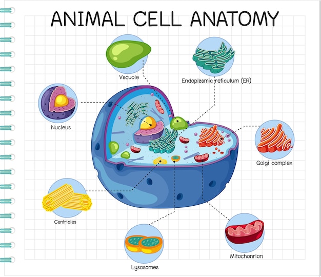 Anatomy of animal cell (Biology Diagram)