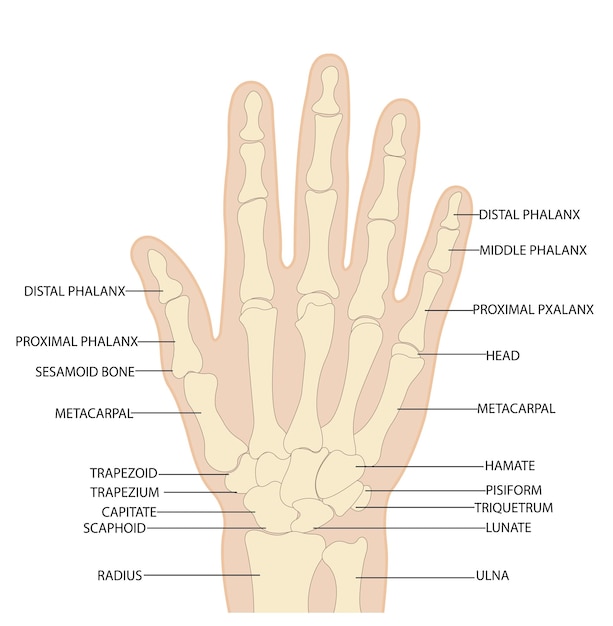 Anatomy of the bones of the hand and wrist vector image on a white background